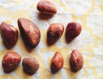 diete plantes maitresses amazonie