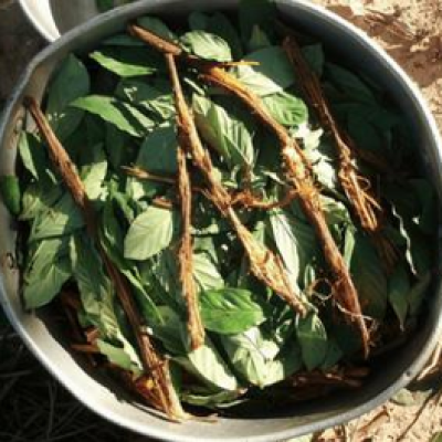 Ayahuasca