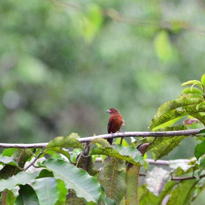 Observation des oiseaux1